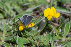 David Plant Photography - Wildlife Photography - Small blue - C